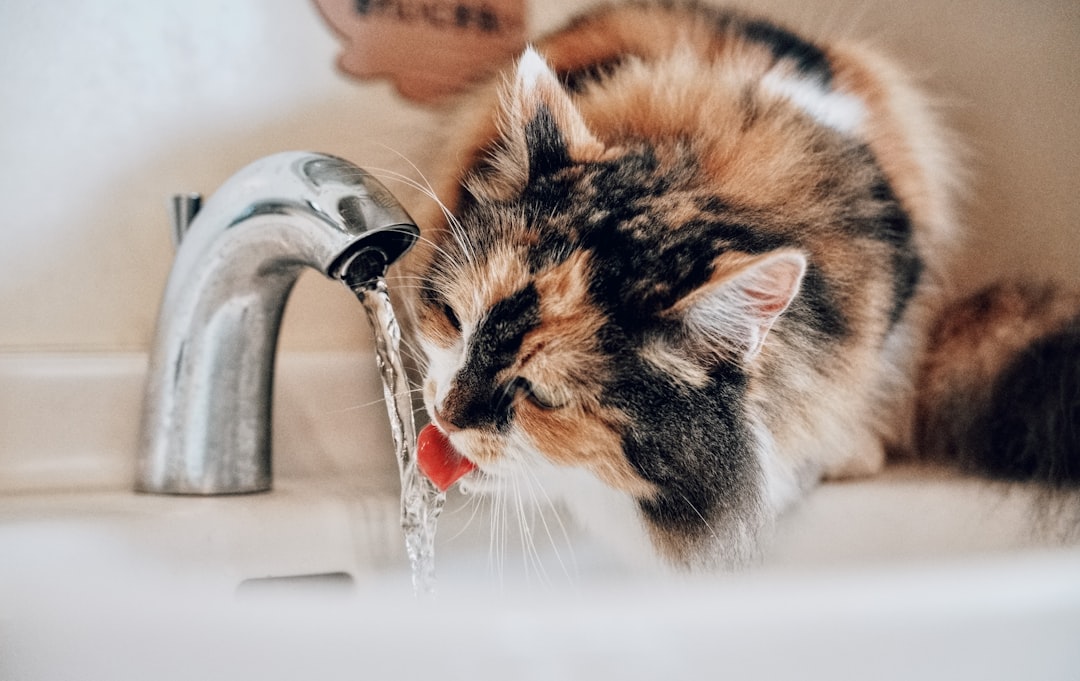 A cat drinking from moving water