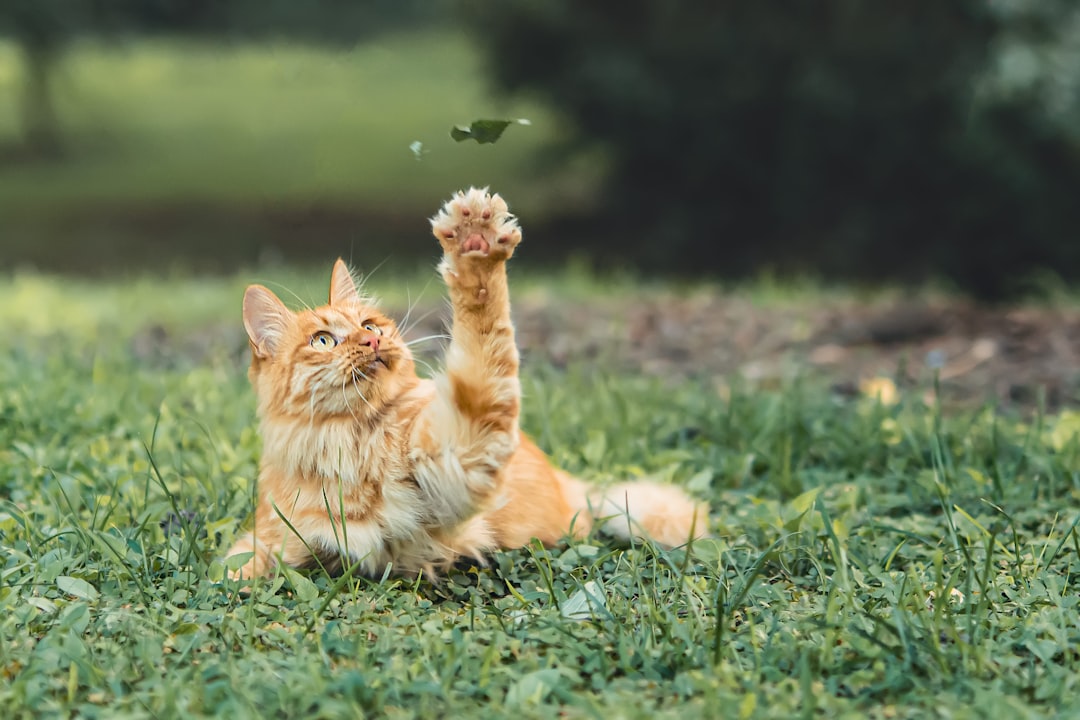 A cat mid-pounce during play