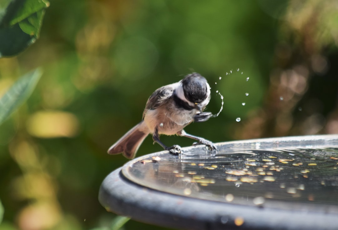 A bird drinking from a bird bath with moving water