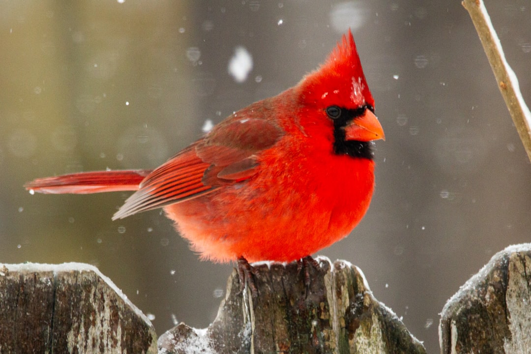 Northern cardinal at a feeder, the kind of bird the camera captures and identifies