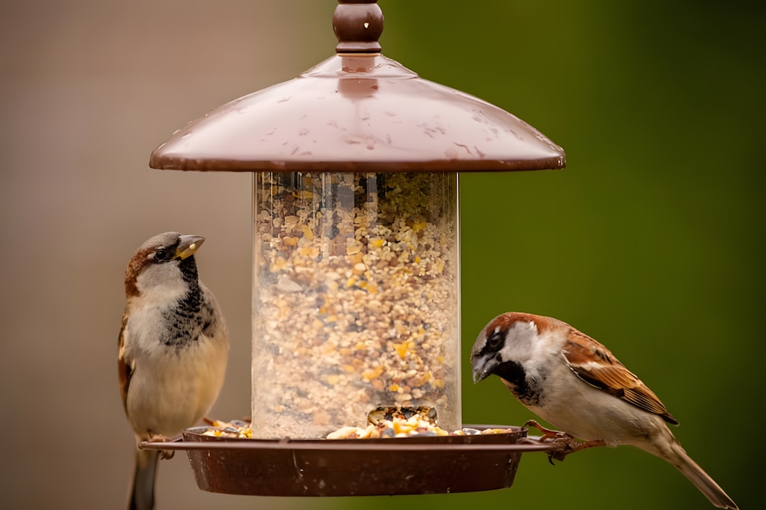 Birds perched on a backyard bird feeder